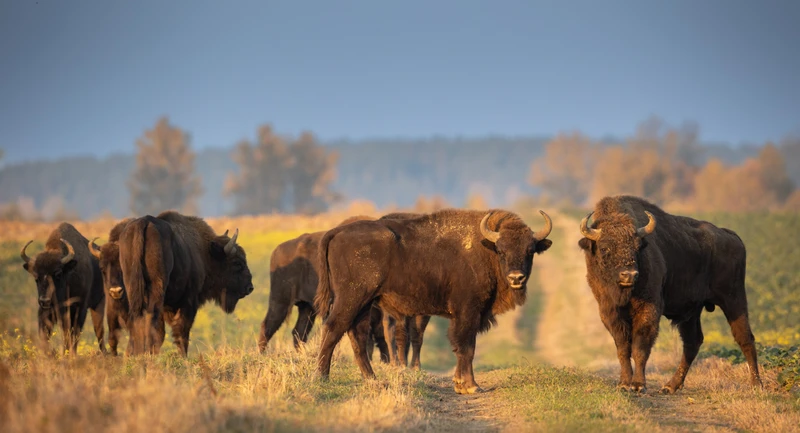 Трансфер из Бреста — в Беловежскую пущу, Каменец, Ружаны и Коссово – индивидуальная экскурсия