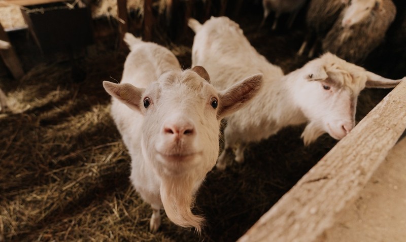 Новогодние каникулы на ранчо в Подмосковье с анимацией и банкетом – авторский тур