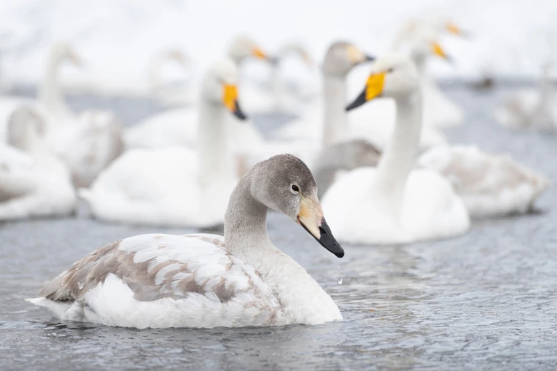 Из Горно-Алтайска — в гости к лебедям на озеро Светлое – групповая экскурсия
