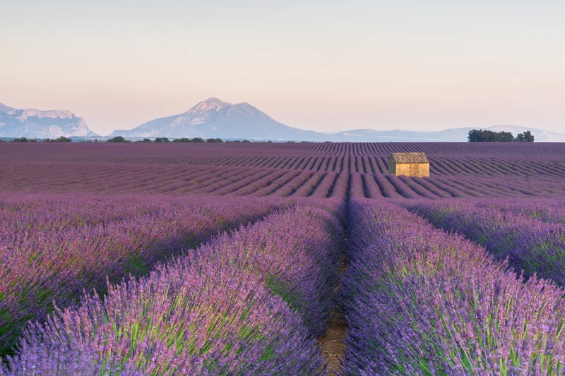 Лавандовые сны Прованса (из Марселя) – индивидуальная экскурсия