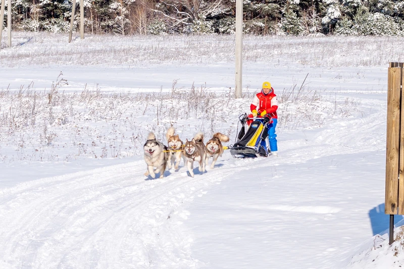 Зимнее приключение: Лебединое озеро, Алтайская принцесса и Манжерок – индивидуальная экскурсия
