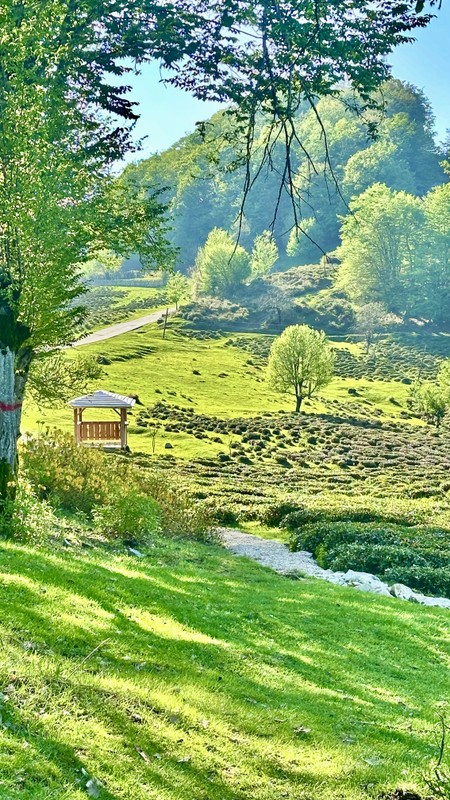 Что скрывает Хоста? Лёгкий треккинг по каньону, пещере и чайным плантациям – индивидуальная экскурсия