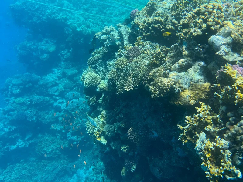 На яхте — из Шарм-эль-Шейха по заповеднику Рас-Мохаммед и к Белому острову – групповая экскурсия