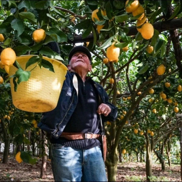 Лимонный рай возле Везувия: мастер-класс от шеф-повара – групповая экскурсия