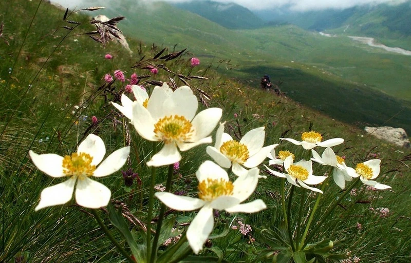 Прогулки по ущельям Северной Осетии и Владикавказу – авторский тур