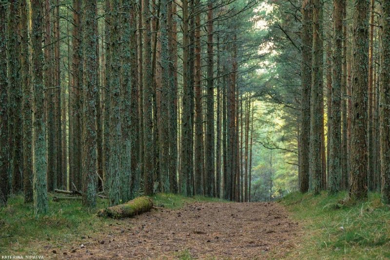 Куршская коса — природное чудо Балтики (из Зеленоградска) – групповая экскурсия