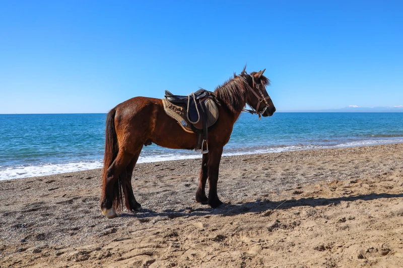 Конные прогулки в лесу или у моря в Анталье – индивидуальная экскурсия