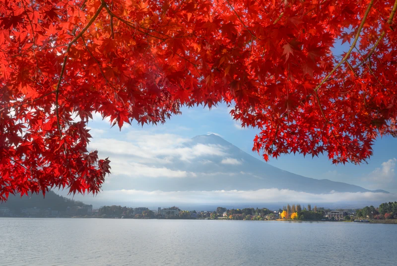 Осенью клёны Японию красят, нам города раскрывают объятья – авторский тур