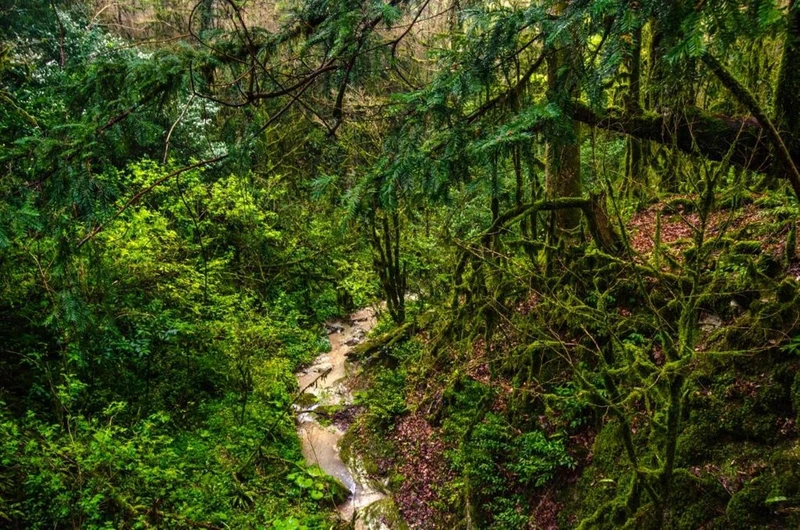 Тисо-самшитовая роща. Путешествие в глубь веков – индивидуальная экскурсия