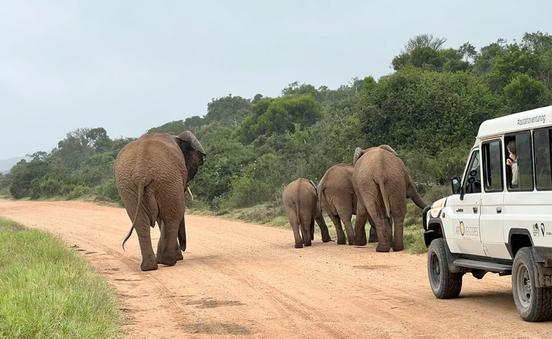 Кейптаун и окрестности: в Южную Африку за сафари, вином и океаном – авторский тур