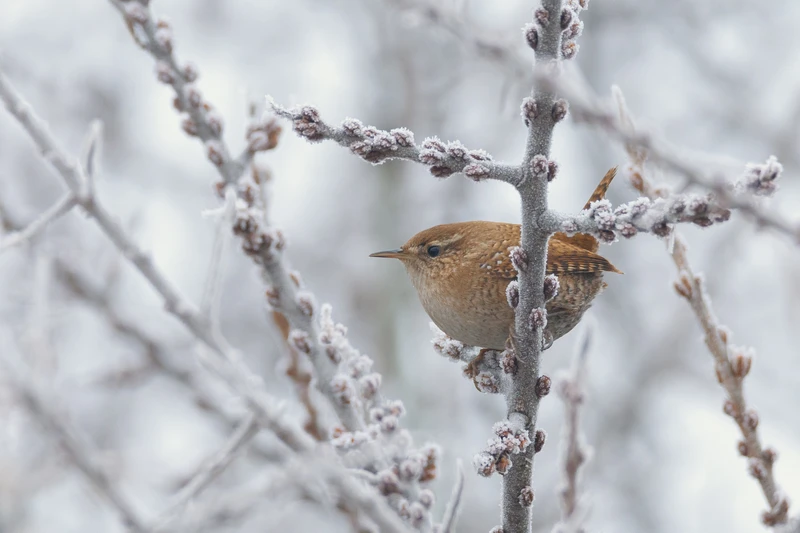 Смотри в оба: ищем и фотографируем птиц в Нальчике – индивидуальная экскурсия