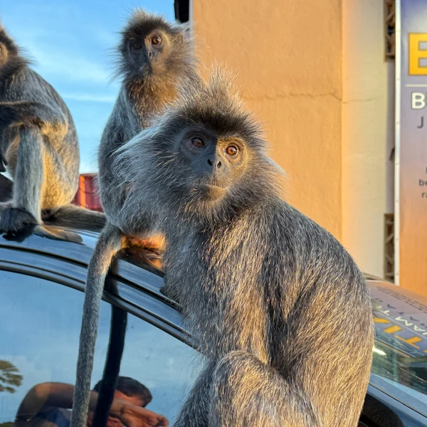 Серебристые обезьяны и река светлячков — из Куала-Лумпура – индивидуальная экскурсия