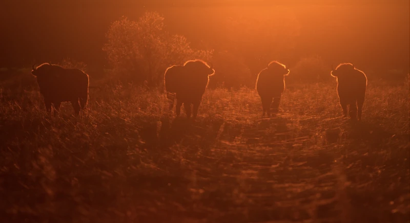 Ночное сафари в Беловежской пуще – групповая экскурсия