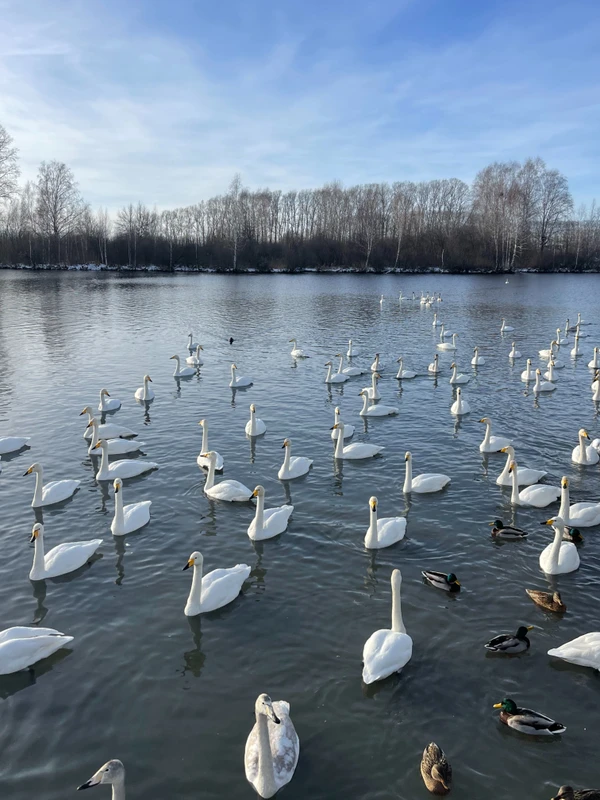 Алтайская красота: Чуйский тракт и лебединое озеро – индивидуальная экскурсия