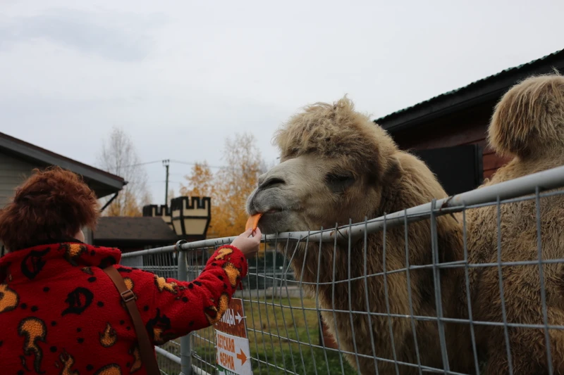 Путешествие в карельский зоопарк из Сортавалы – групповая экскурсия