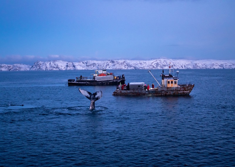 Фотопоездка в Териберку — киты, тундра и северное сияние – индивидуальная экскурсия