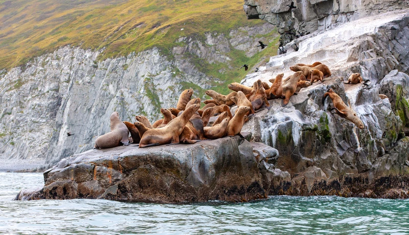 VIP-круиз с экспертами и музыкантами от Камчатки до Чукотки (всё включено) – авторский тур