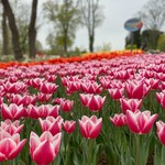 Сибель