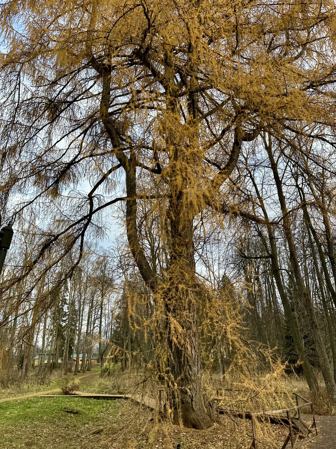 Отзыв о экскурсии "Авторская экскурсия по усадьбе дворян Леонтьевых в Воронино" — фото 4