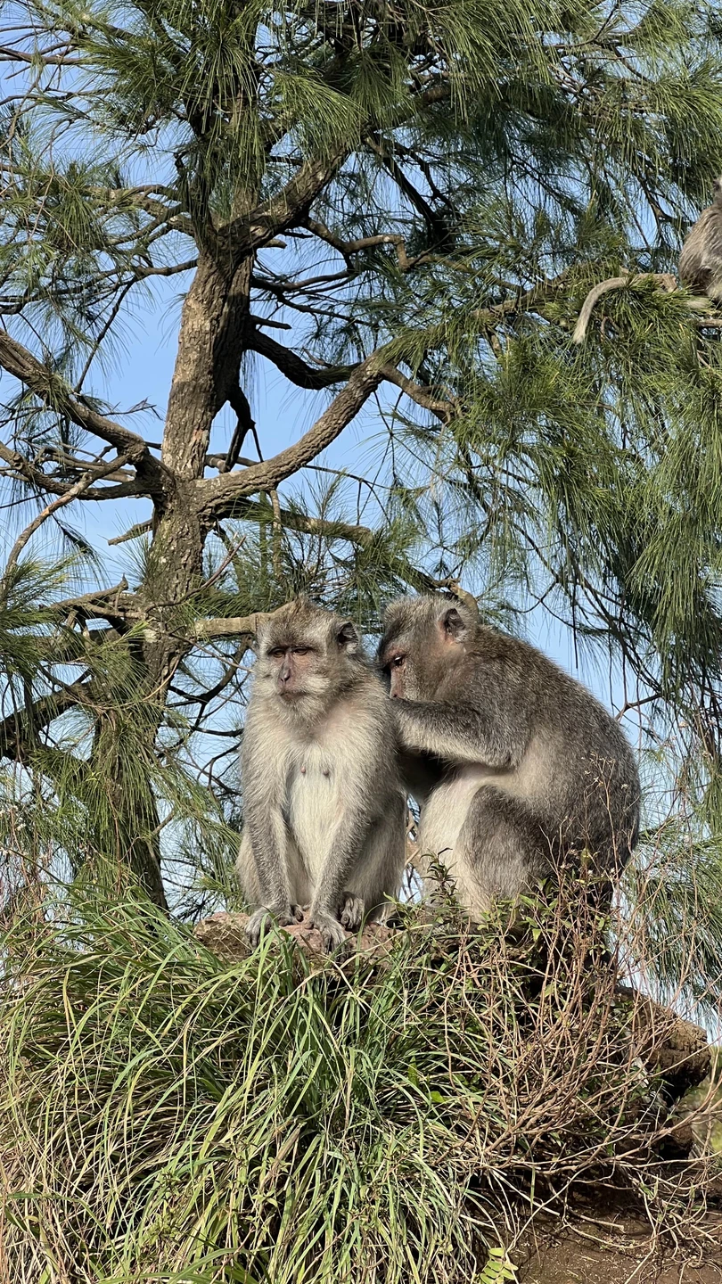 Отзыв о экскурсии "Незабываемый рассвет на вулкане Батур" — фото 7