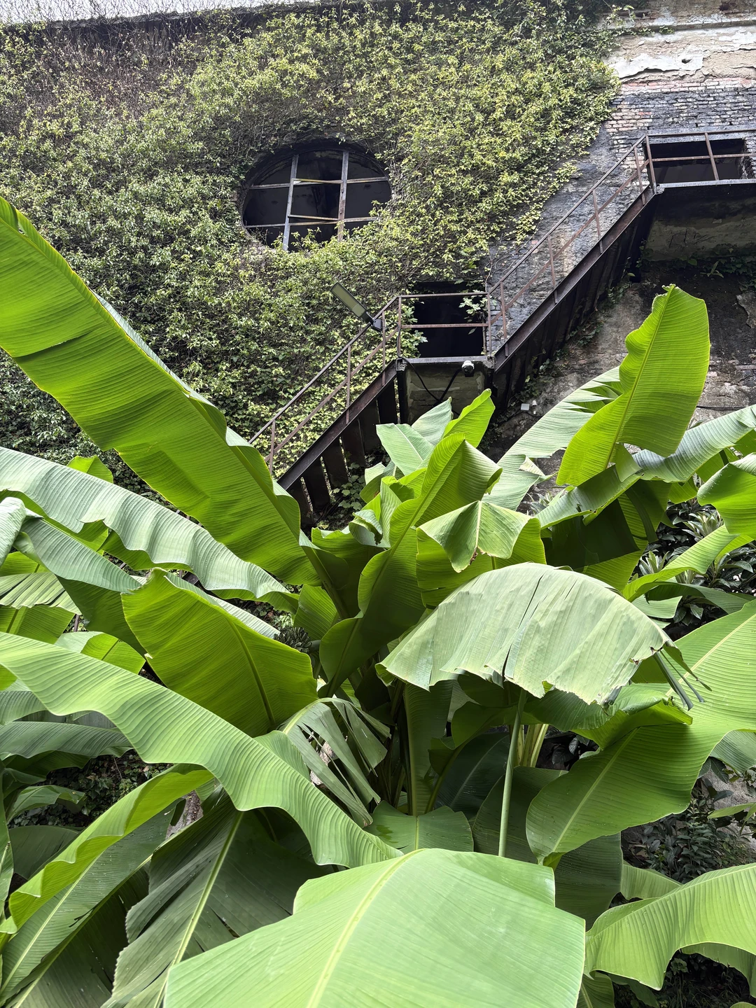 Отзыв о экскурсии "Новый Афон: к истокам христианства на Кавказе из Пицунды" — фото 4