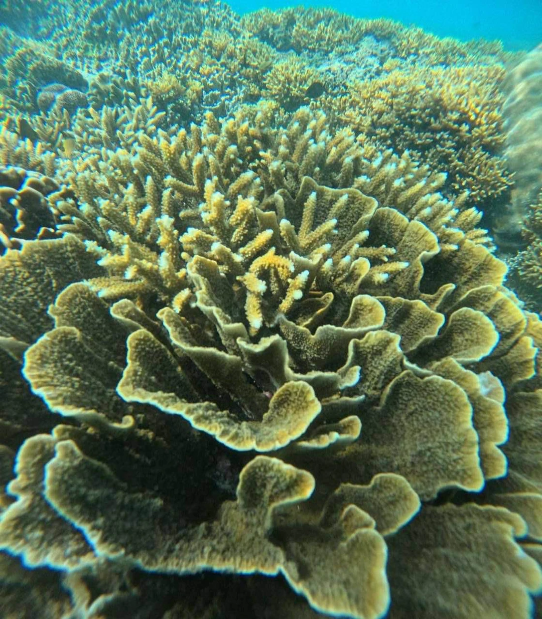 Отзыв о экскурсии "Морская прогулка на частной лодке по островам Гили + снорклинг с черепахами" — фото 8