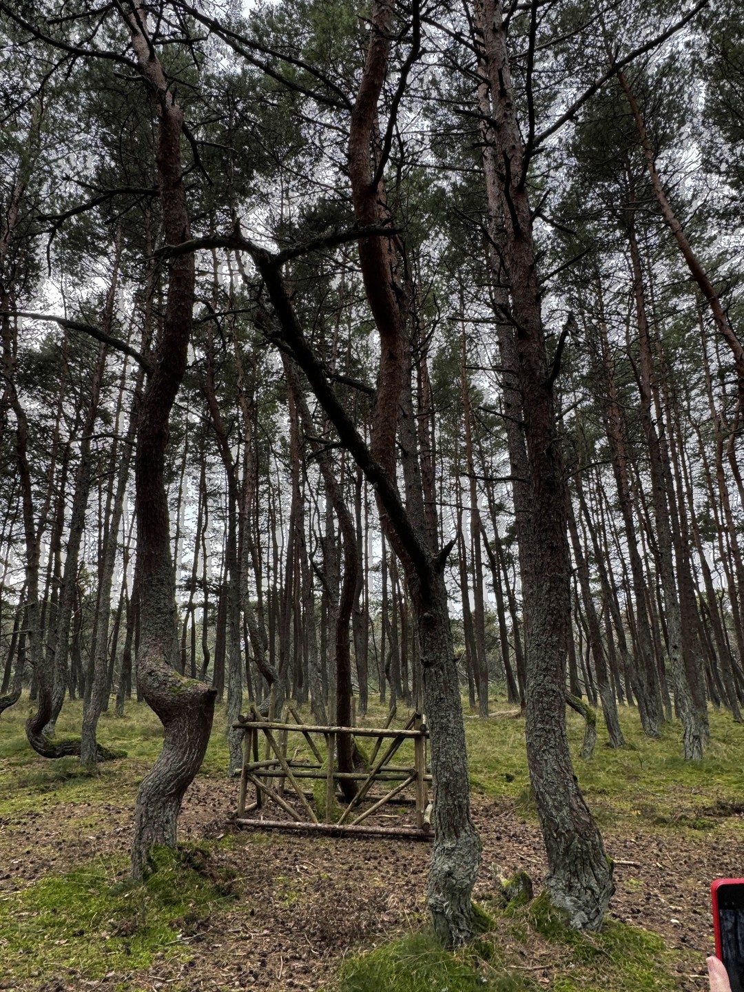 Отзыв о экскурсии "Балтийские выходные: природные достопримечательности и города-курорты" — фото 6