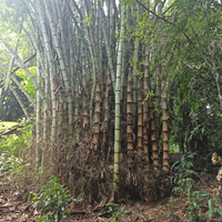 Отзыв о экскурсии "Затерянный Пхукет: треккинг по тропическим джунглям" — фото 3