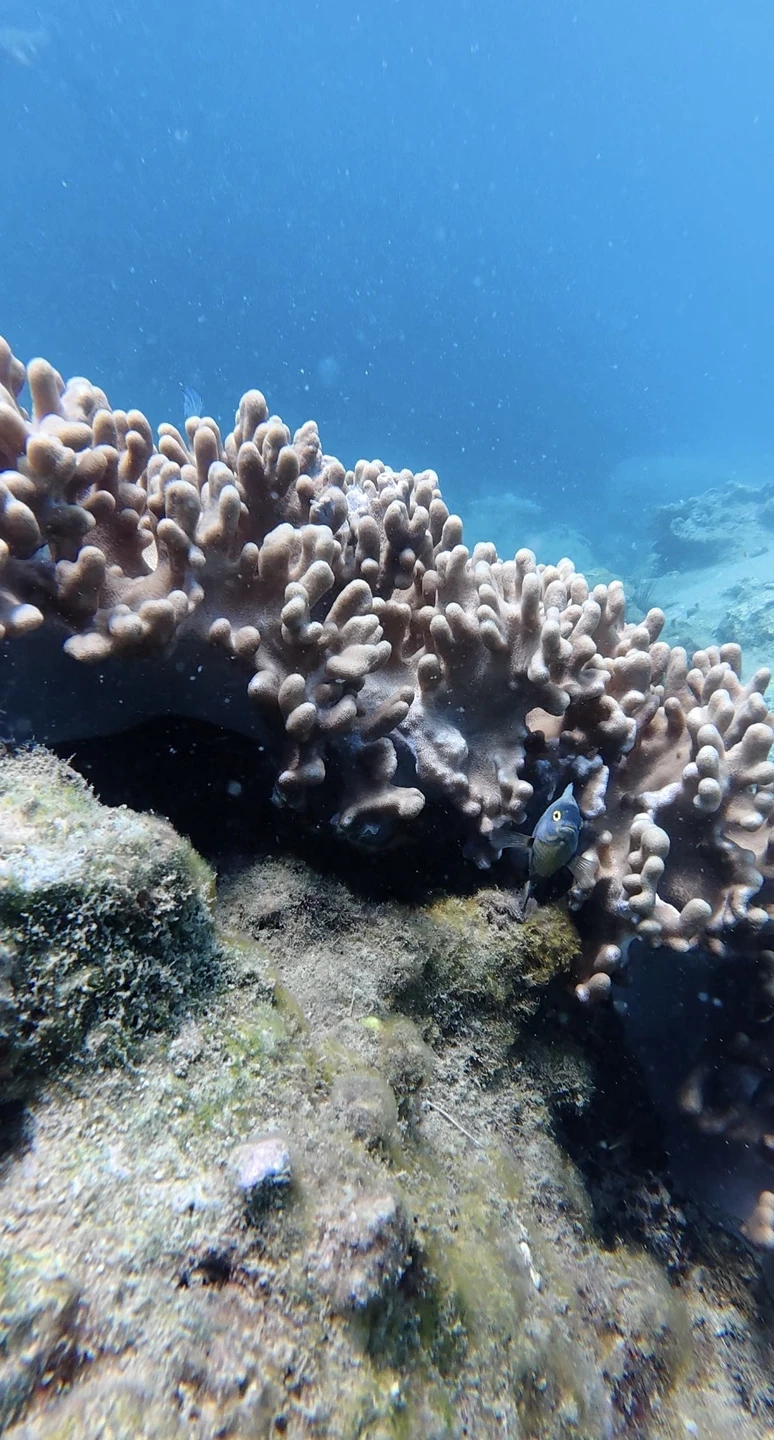 Отзыв о экскурсии "Персональный дайвинг во Вьетнаме" — фото 4
