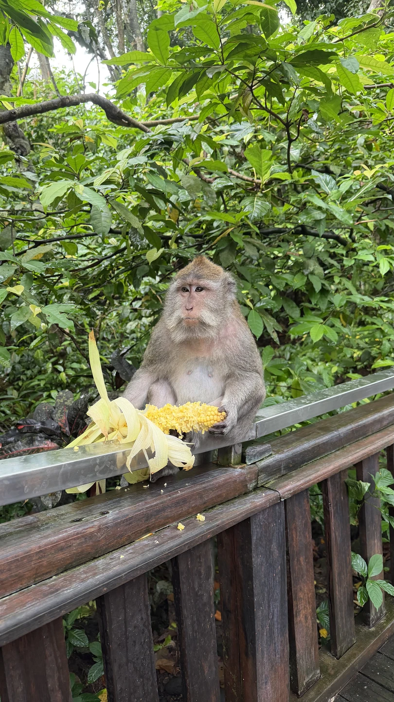 Отзыв о экскурсии "Бали, который вы ждёте!" — фото 6