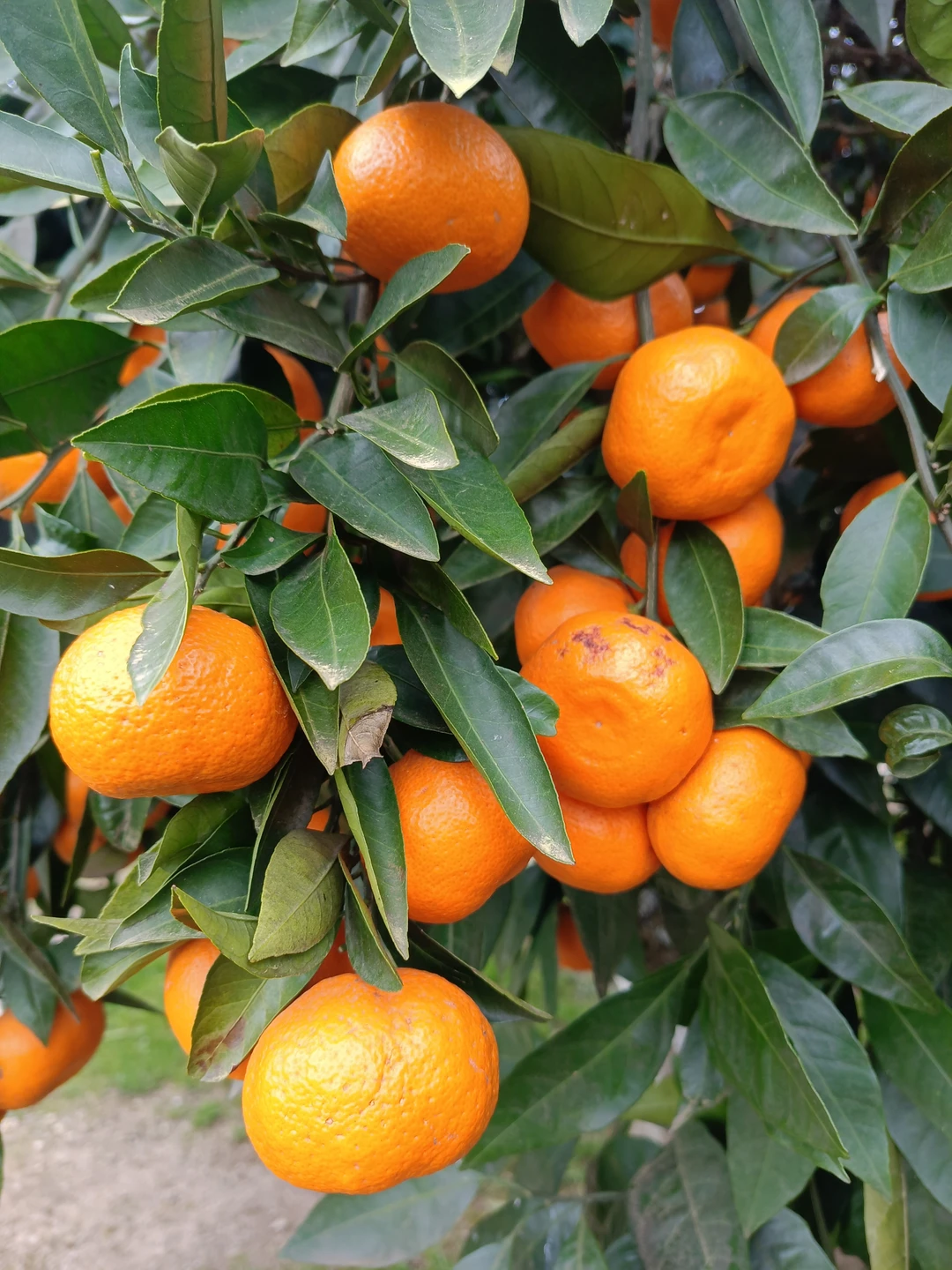 Отзыв о экскурсии "Экскурсия из Сочи по Золотому кольцу Абхазии: пять звёзд" — фото 4