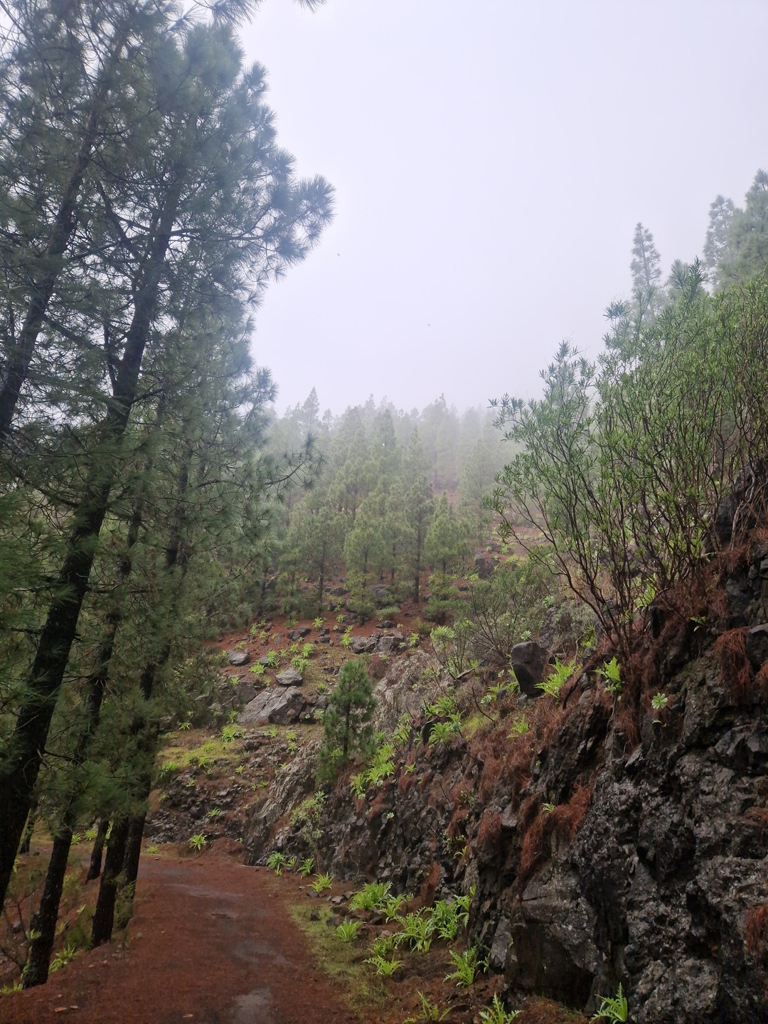 Отзыв о экскурсии "Горная прогулка над ущельем Маска и реликтовый лес Тенерифе" — фото 3