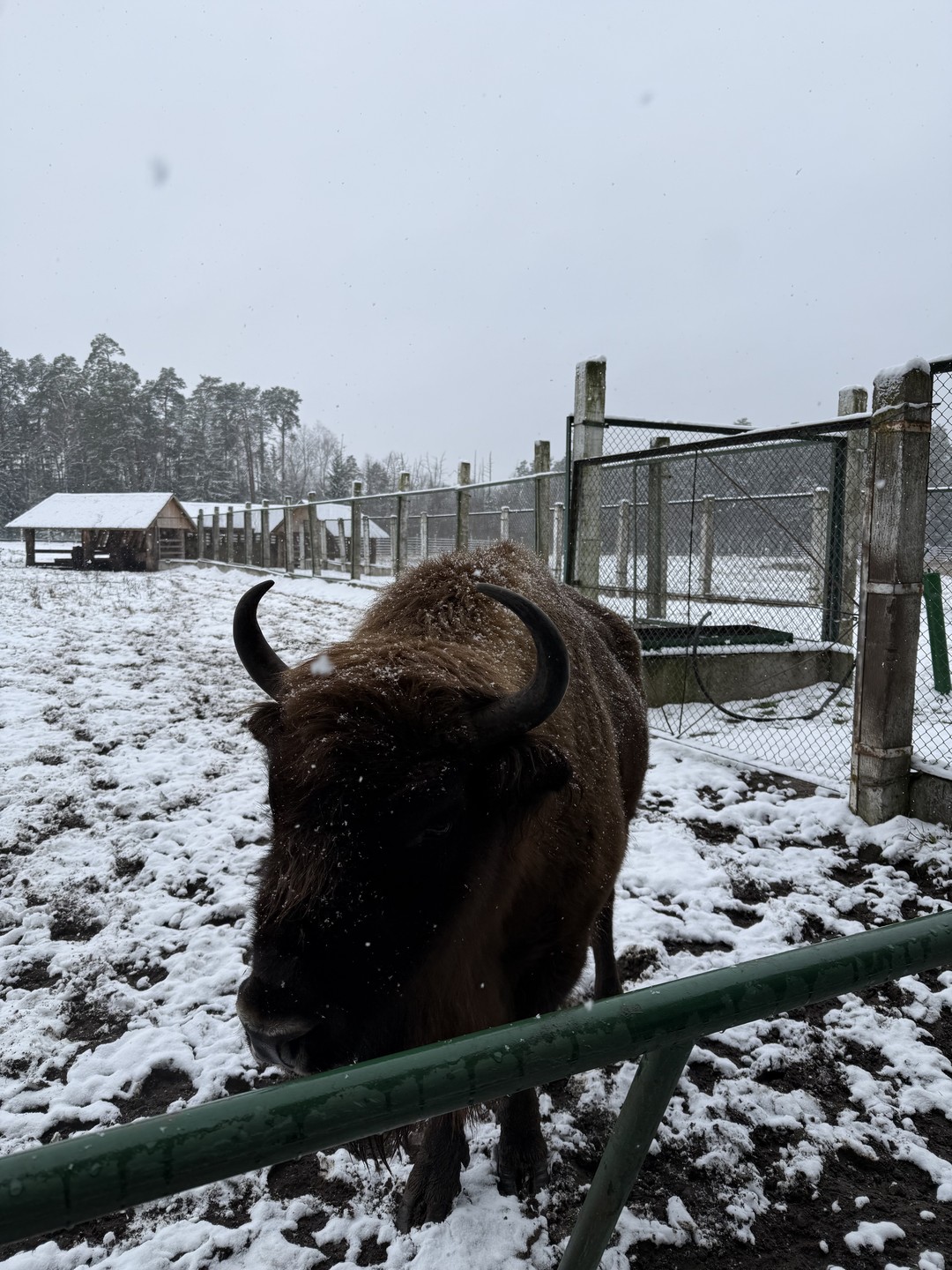 Отзыв о экскурсии "Из Бреста — в Беловежскую пущу" — фото 2