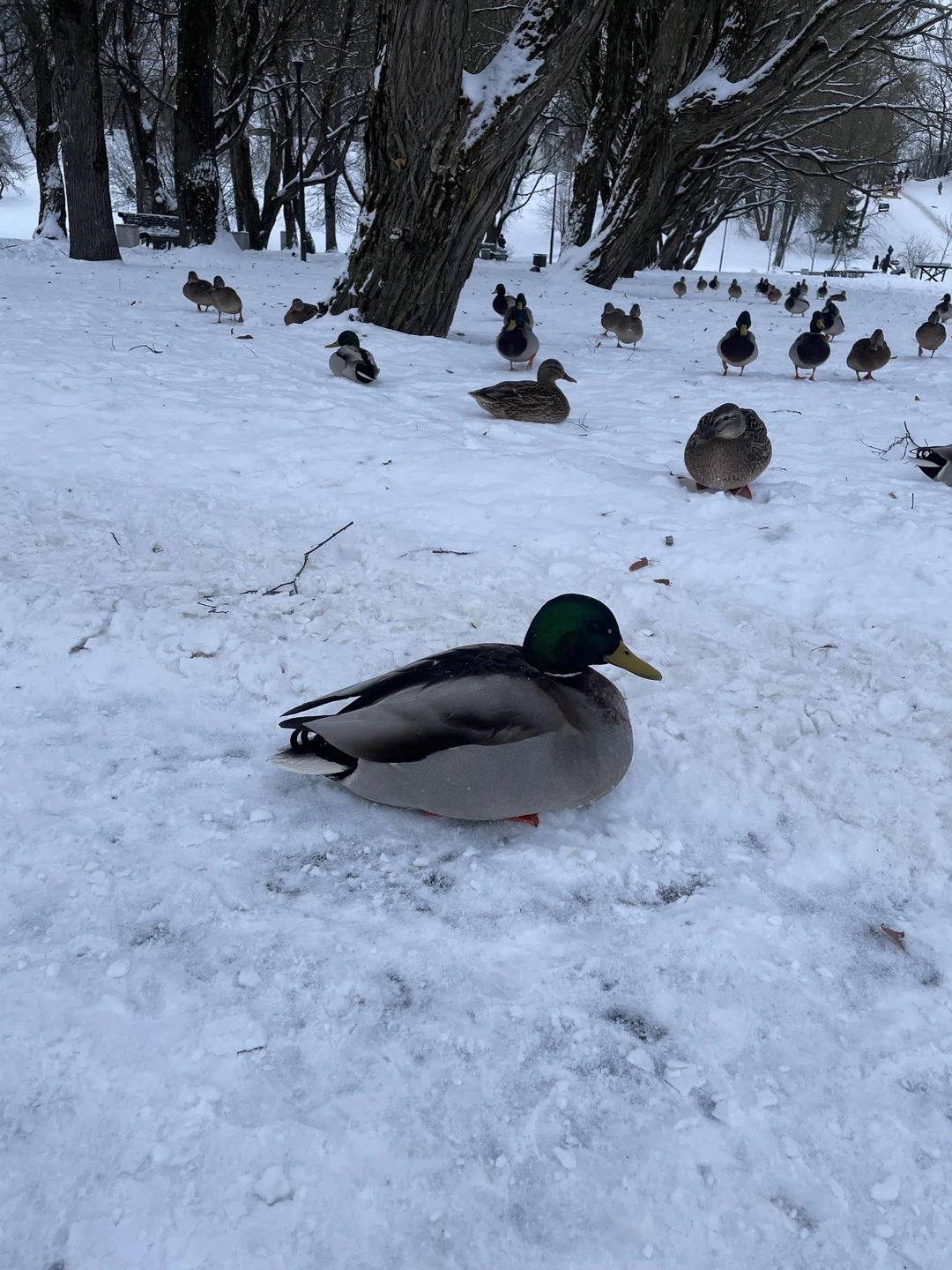 Отзыв о экскурсии "Псков и его окрестности — с интересом и любовью!" — фото 3