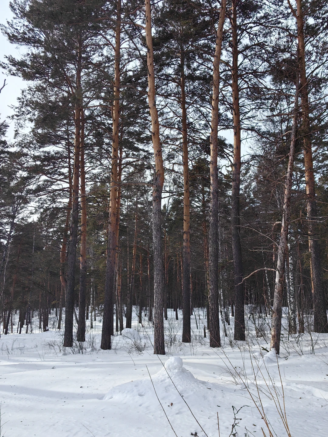 Отзывы об экскурсиях в Новосибирске