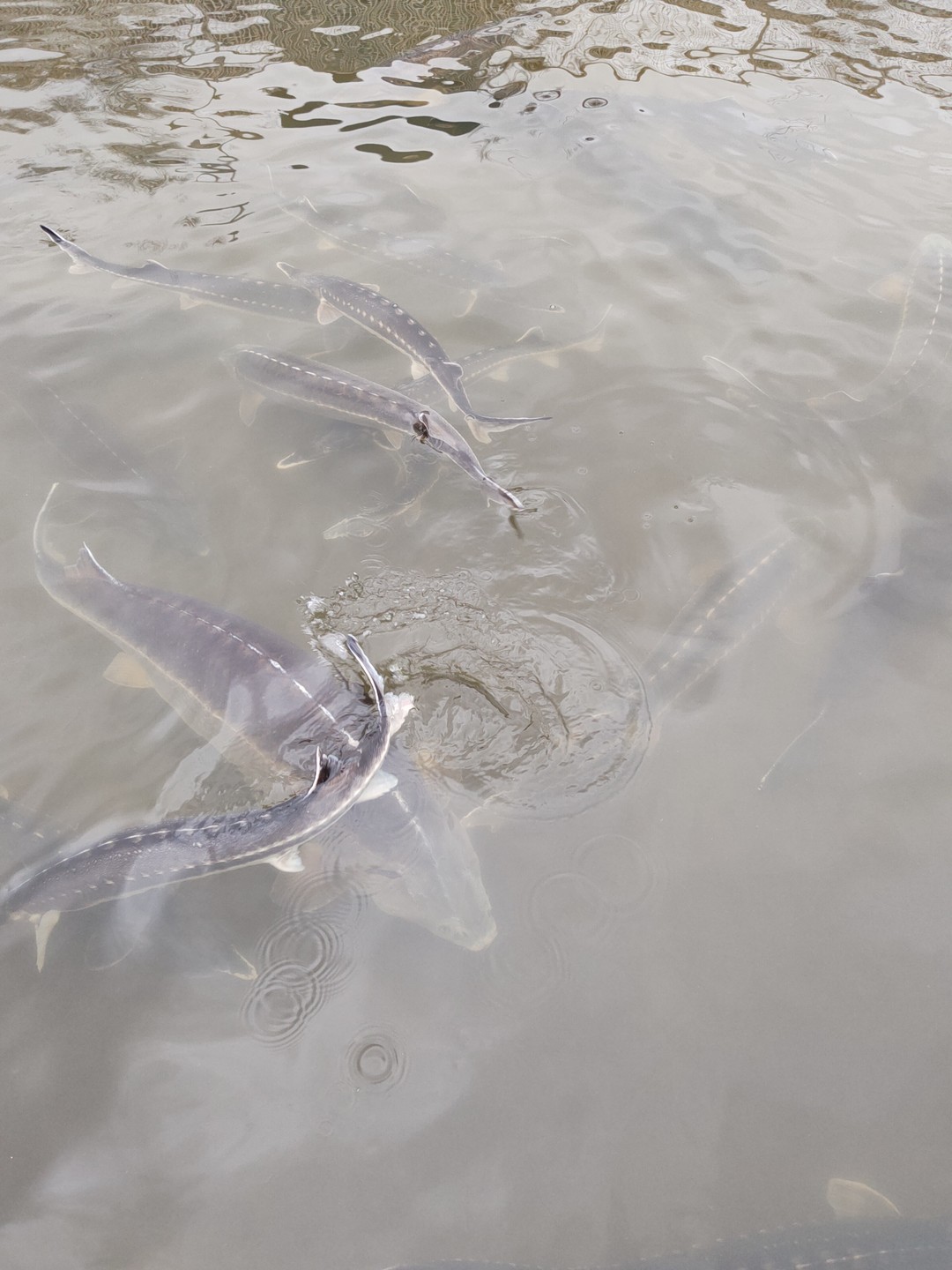 Отзыв о экскурсии "Арбуз, икра и осётр: нескучно о брендах Астрахани" — фото 1