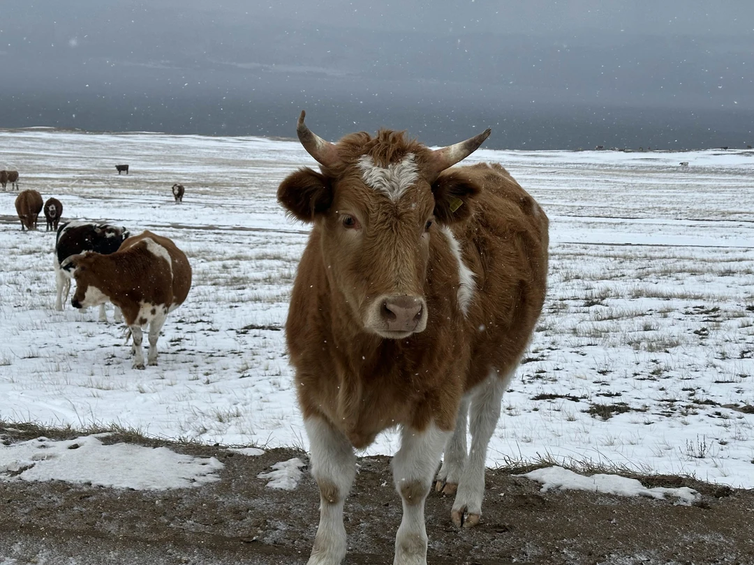 Отзыв о экскурсии "Зимний Ольхон: чистый лёд, пузырьки и гроты" — фото 5