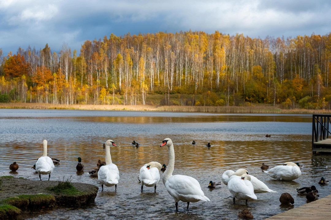 Отзыв о экскурсии "Туда, где оживает история: Псков, Пушкинские Горы, Печоры и Изборск" — фото 4