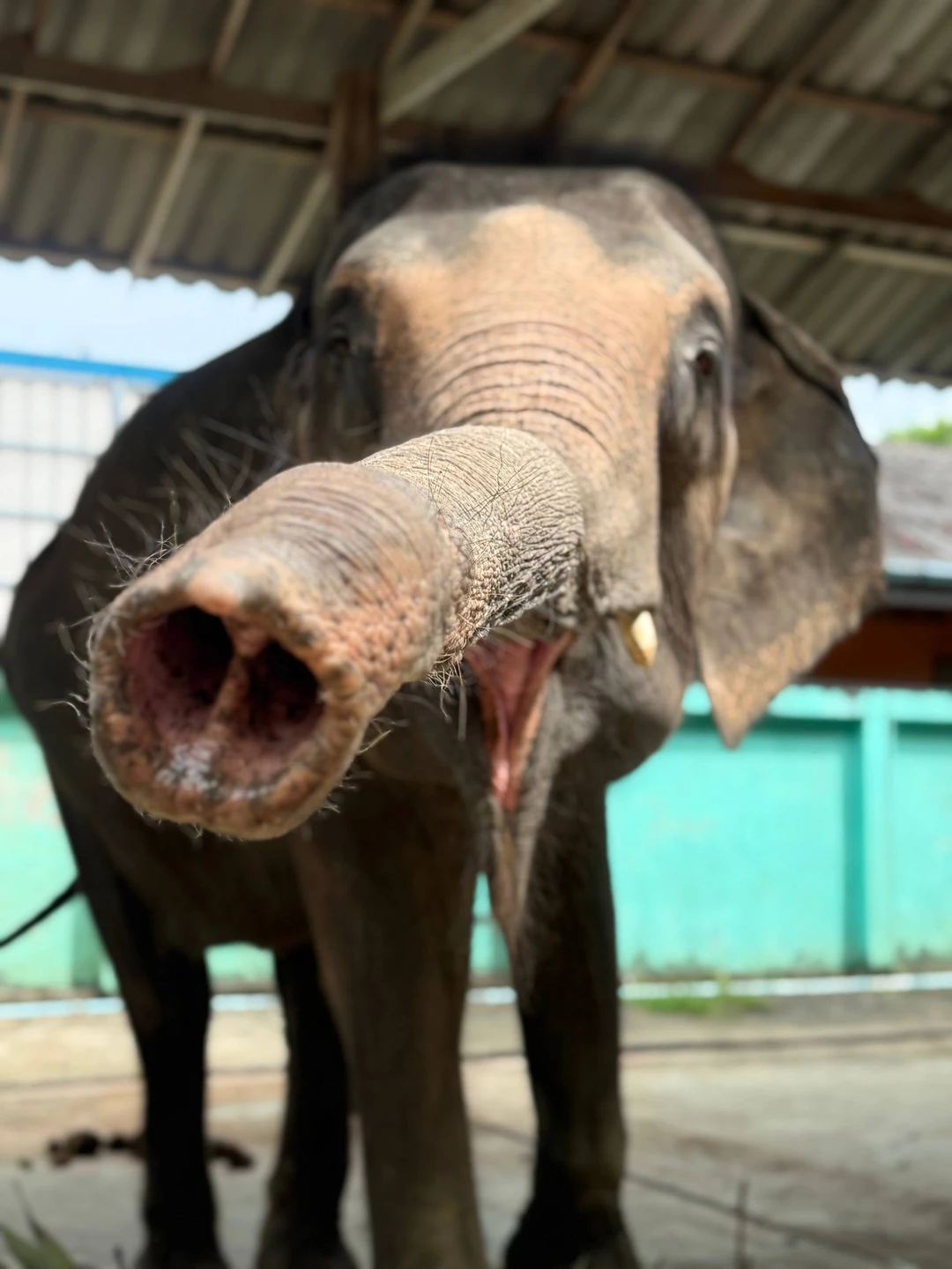 Отзыв о экскурсии "Большое путешествие по 5 странам Юго-Восточной Азии: Таиланд, Камбоджа, Вьетнам, Сингапур, Малайзия" — фото 2