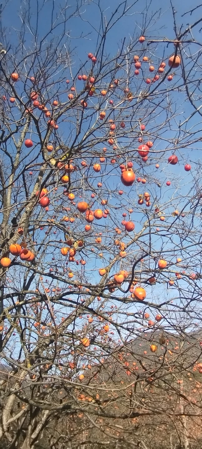 Отзыв о экскурсии "К озеру Рица — через главные красоты Абхазии" — фото 7