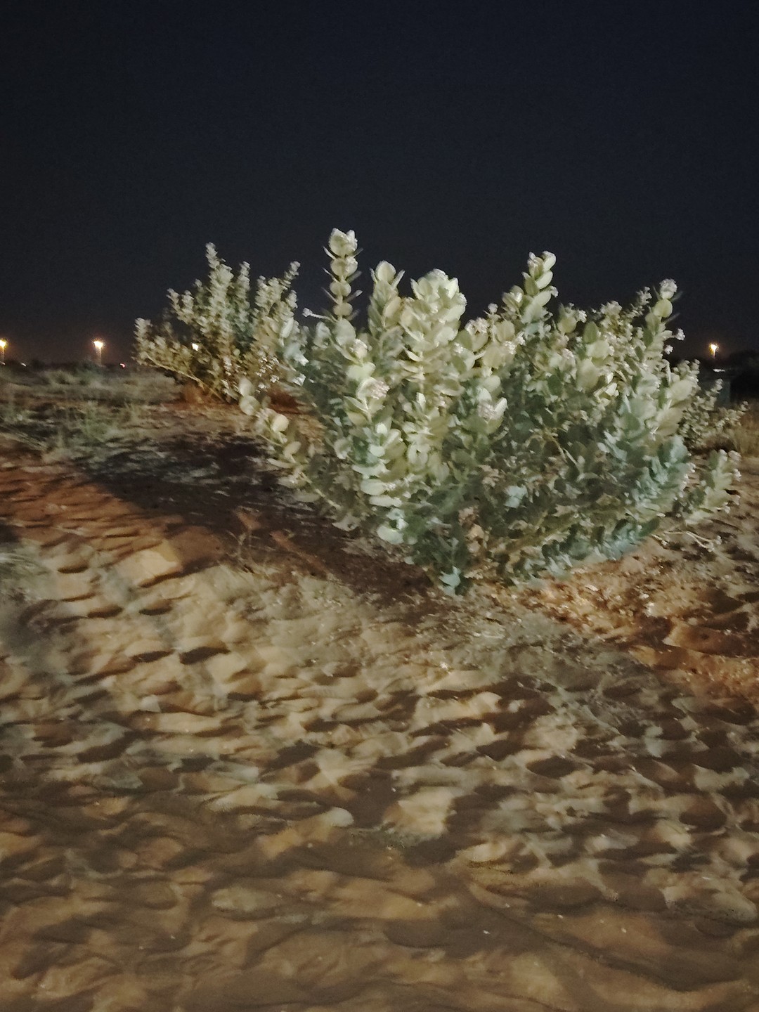 Отзыв о экскурсии "Пустынное сафари в Дубае" — фото 1