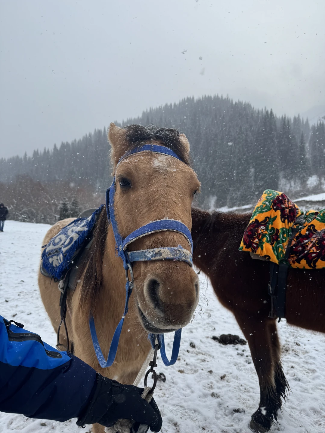 Отзыв о экскурсии "Комфорт-маршрут по озёрам Каинды, Кольсай и Чарынскому каньону" — фото 4