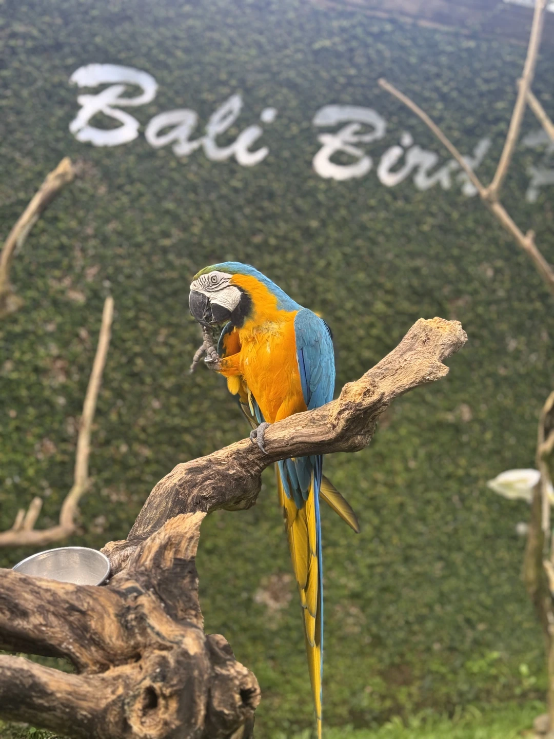Отзыв о экскурсии "Все краски Бали" — фото 1
