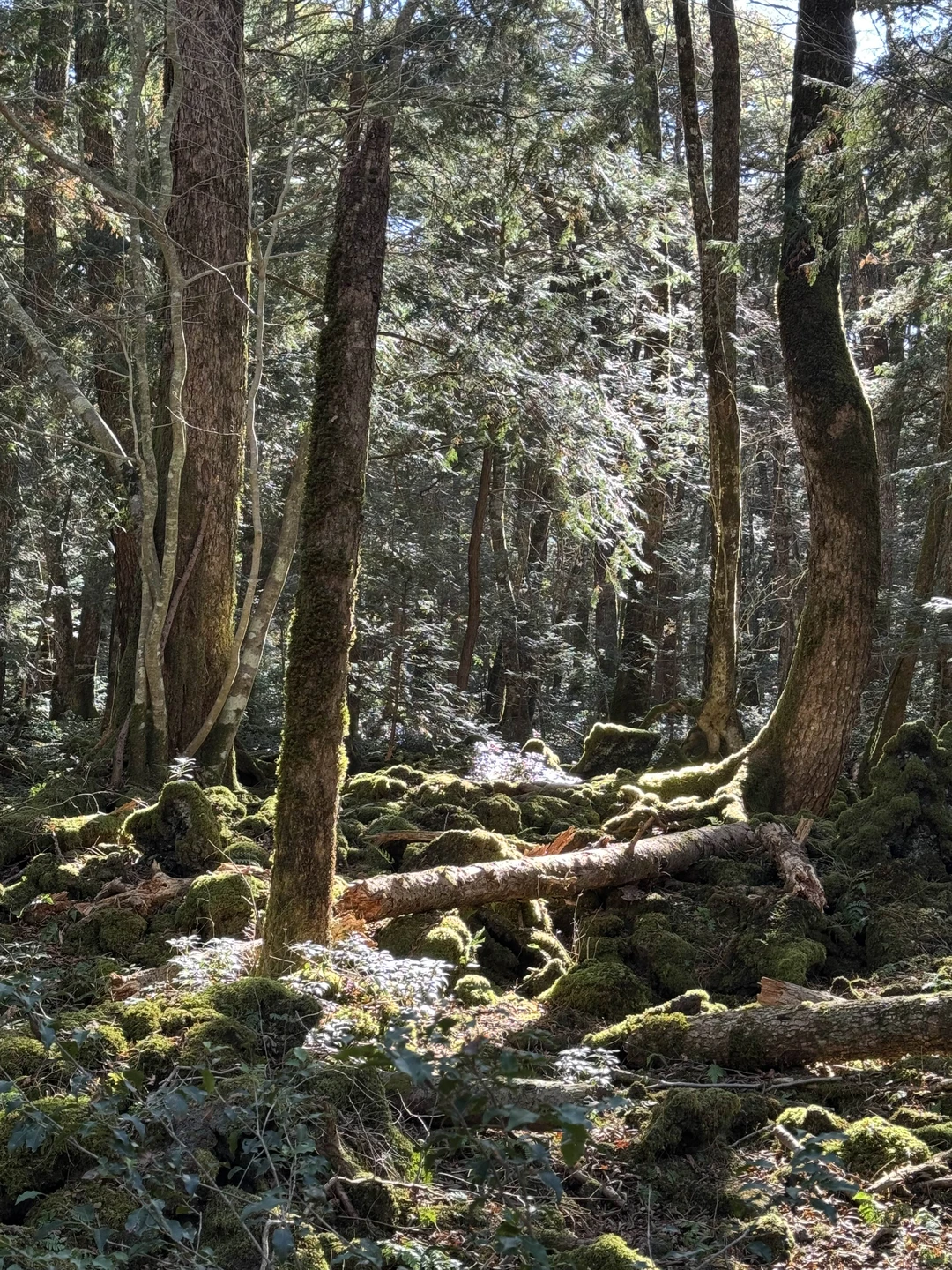 Отзыв о экскурсии "Вокруг Фудзи: где оживает история" — фото 3