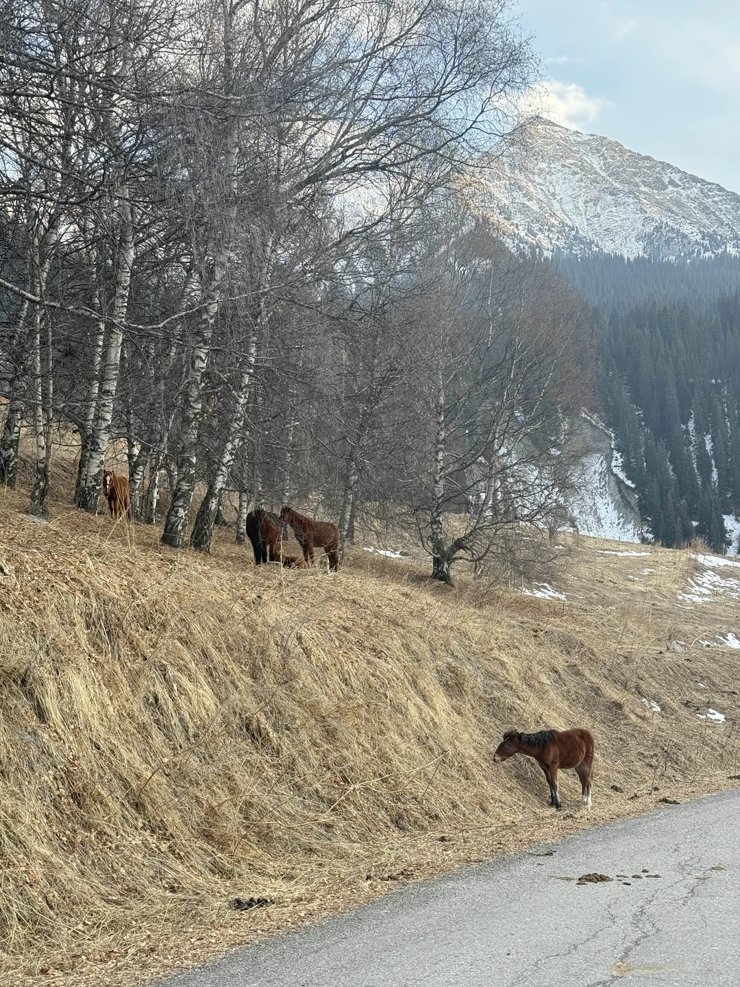 Отзыв о экскурсии "Путешествие к Большому Алматинскому озеру — из Алматы" — фото 4