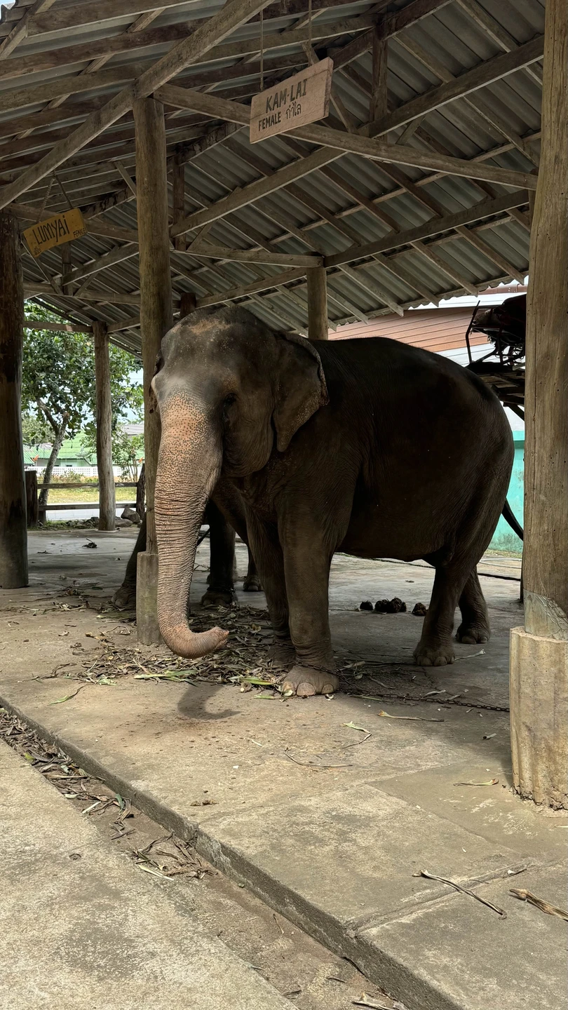Отзыв о экскурсии "Большое путешествие по 5 странам Юго-Восточной Азии: Таиланд, Камбоджа, Вьетнам, Сингапур, Малайзия" — фото 3