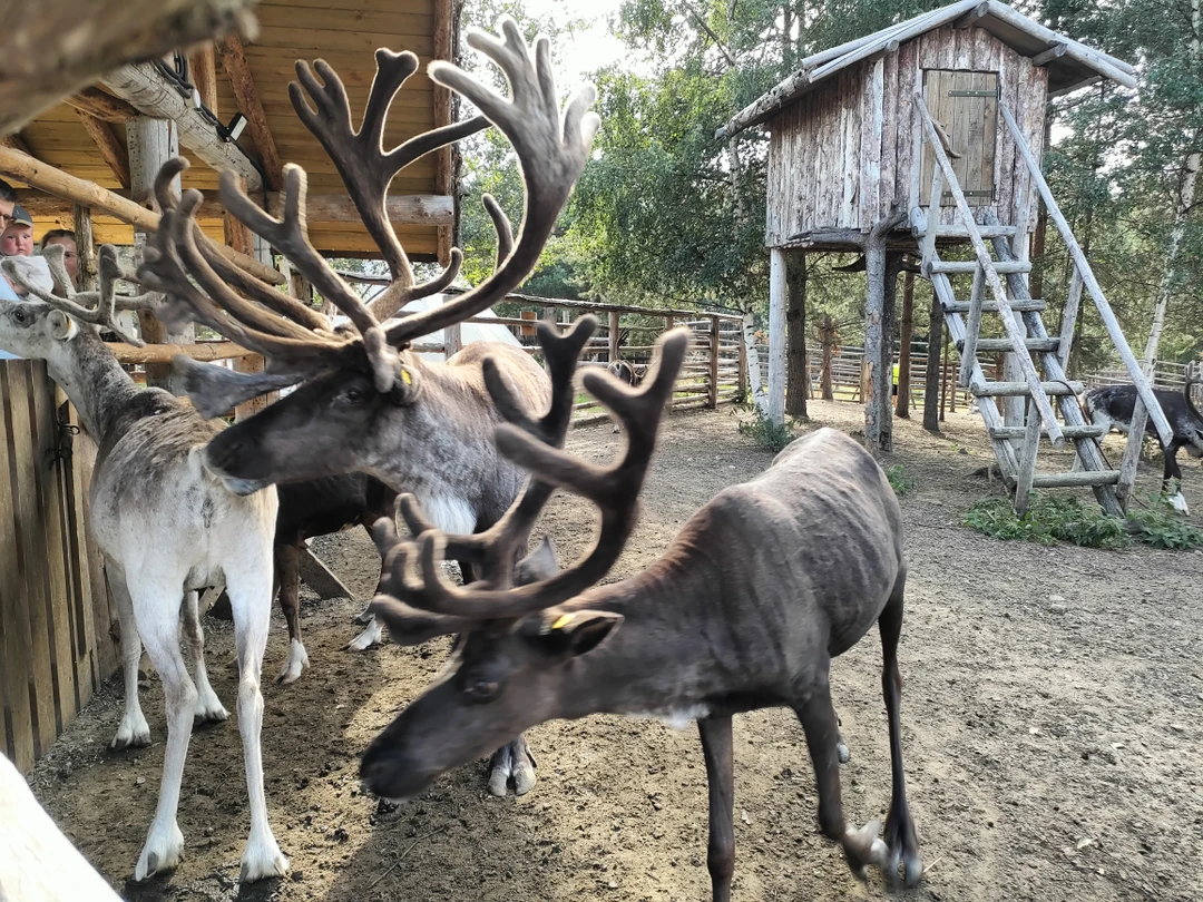 Отзыв о экскурсии "Автотур по Карелии: топовые и секретные места, эксклюзивные отели и норвежские пейзажи" — фото 5