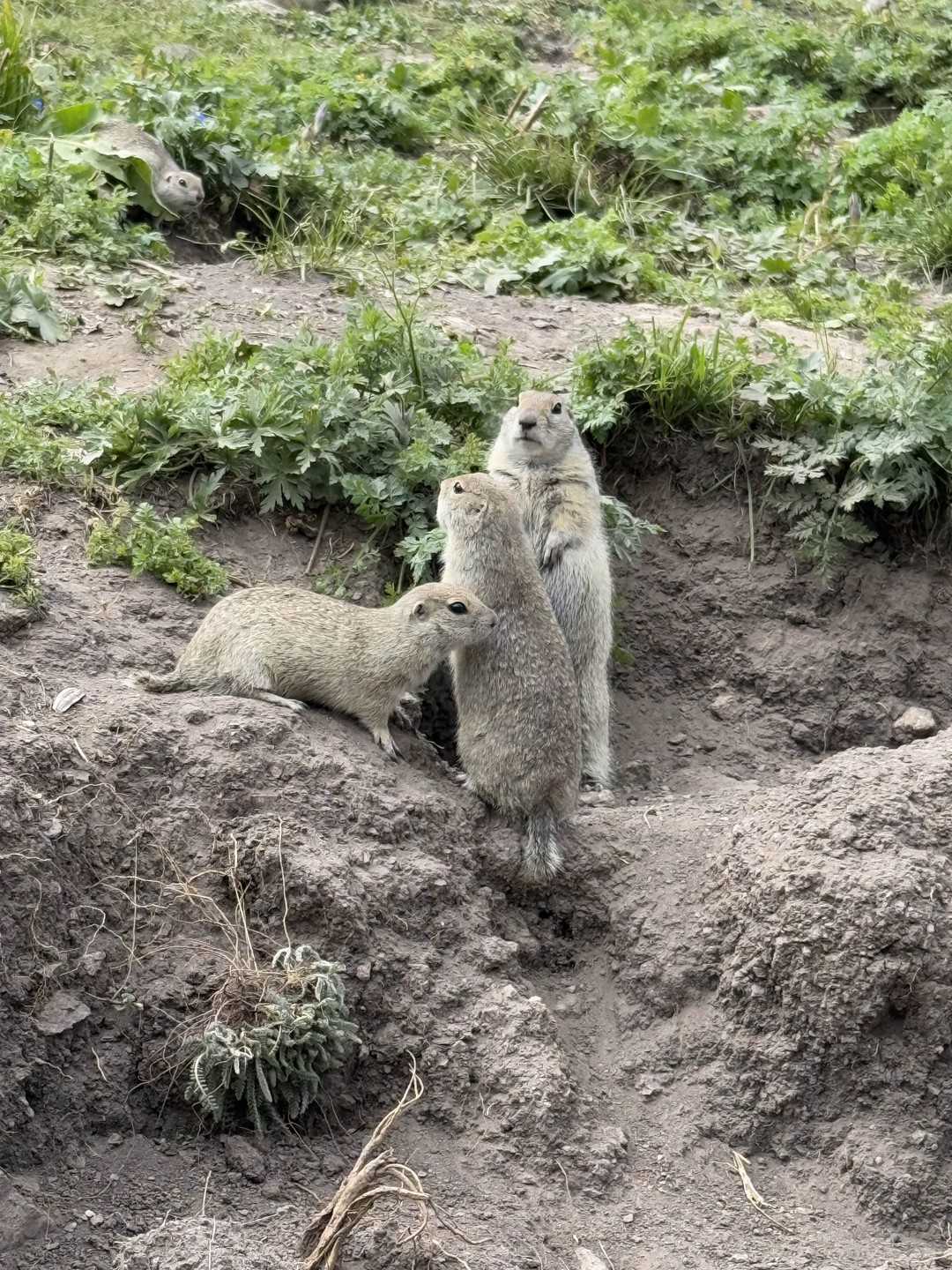 Отзыв о экскурсии "Путешествие к урочищу Джилы-Су из Ессентуков" — фото 1