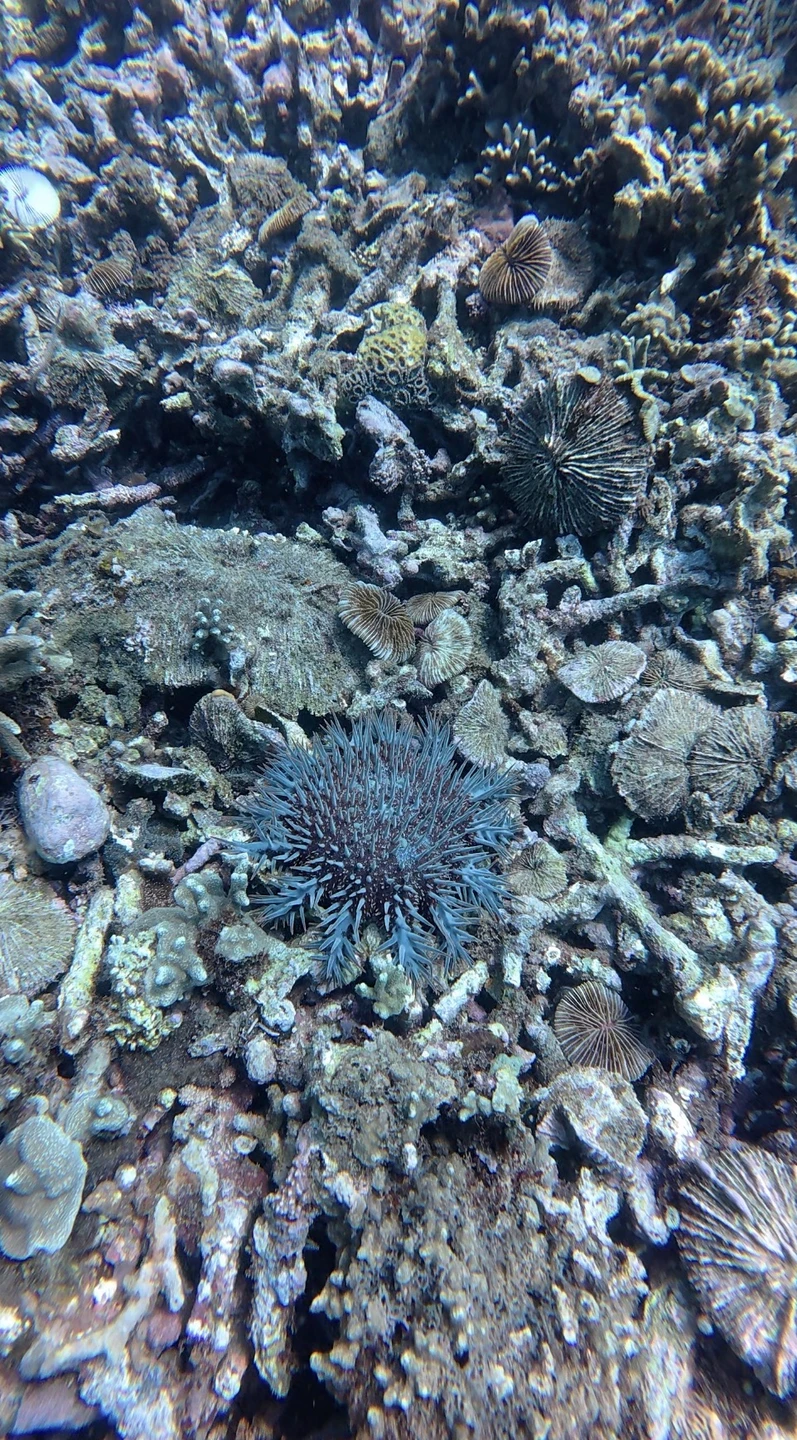 Отзыв о экскурсии "Персональный дайвинг во Вьетнаме" — фото 3
