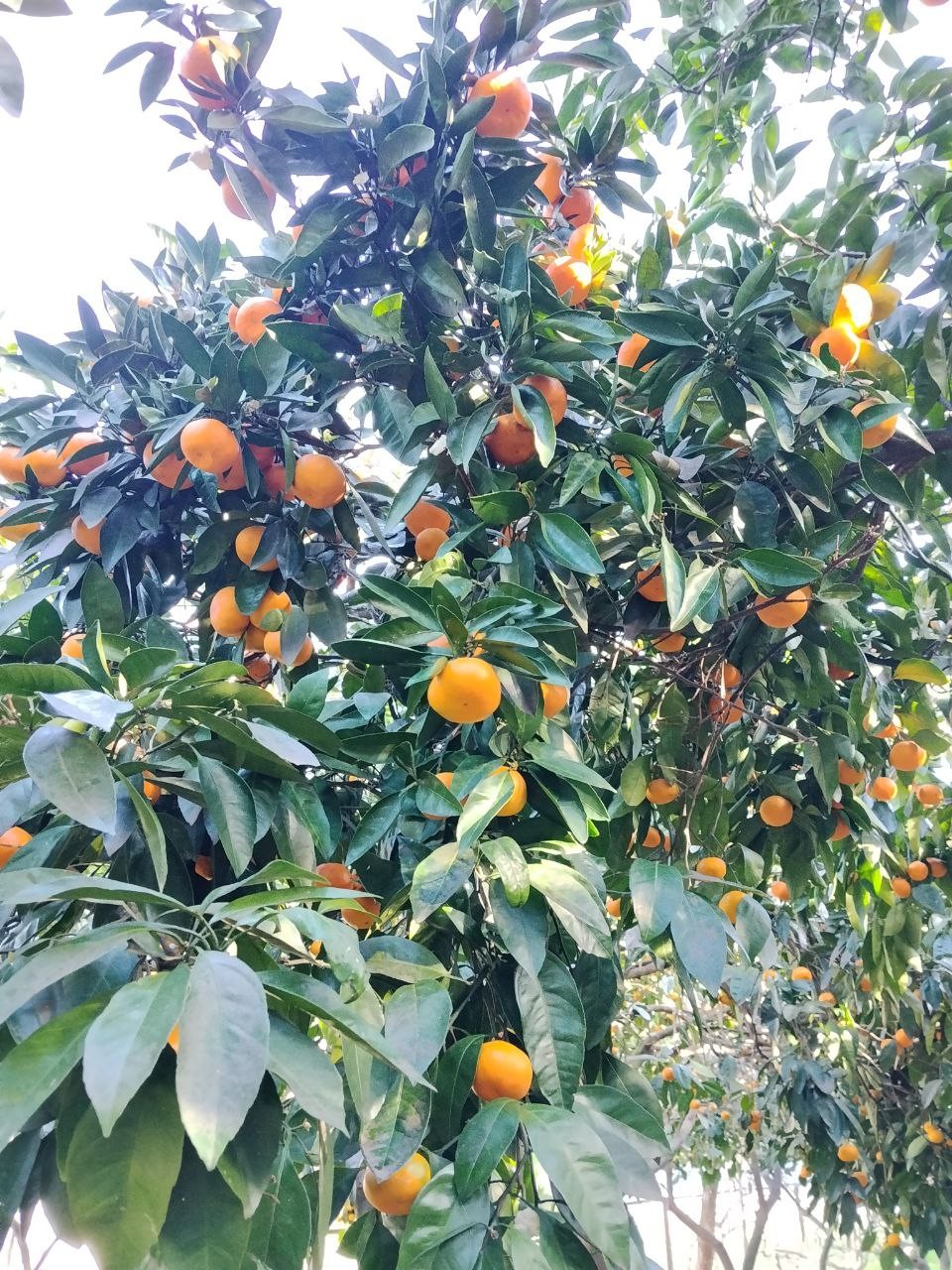 Отзыв о экскурсии "Из Адлера — навстречу природе, истории и гостеприимству Абхазии" — фото 6